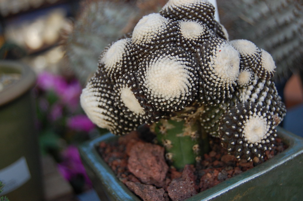 HaaaaaN Canopus 生写真 バラ売り Copiapoa tenuissima monstrose – Far Out Flora