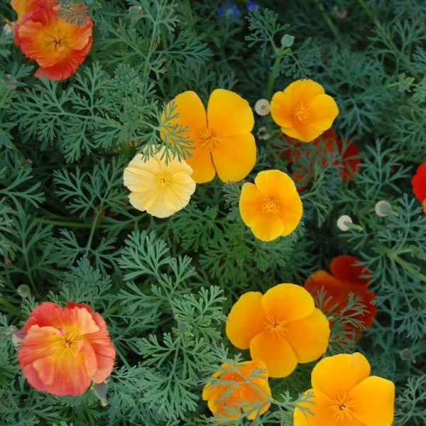 California Poppy Makeover&nbsp;Party
