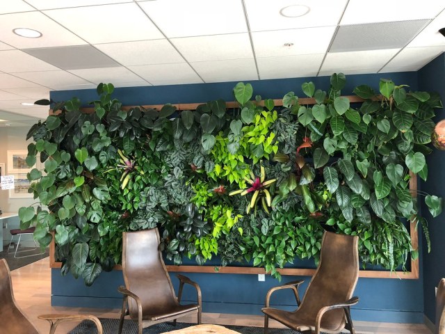 Monstera Monday  Far Out Flora