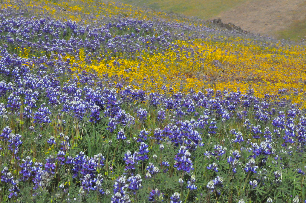 North Table Mountain Madness – Far Out Flora