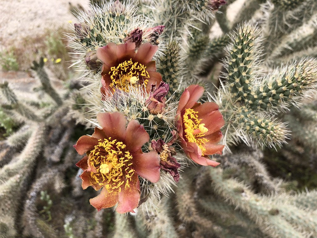 Carousing with Cacti in Anza-Borrego – Far Out Flora
