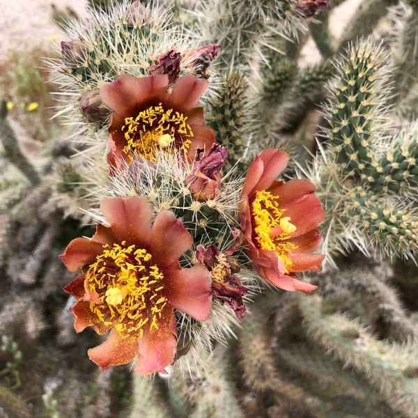 Carousing with Cacti in&nbsp;Anza-Borrego
