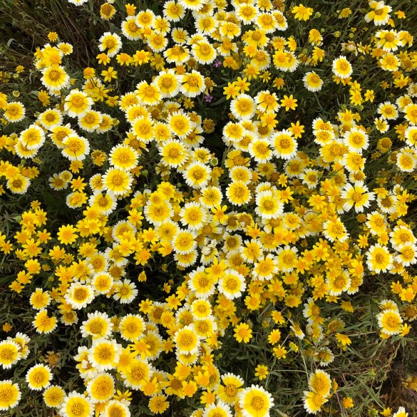 Carrizo Plain Flower&nbsp;Festival