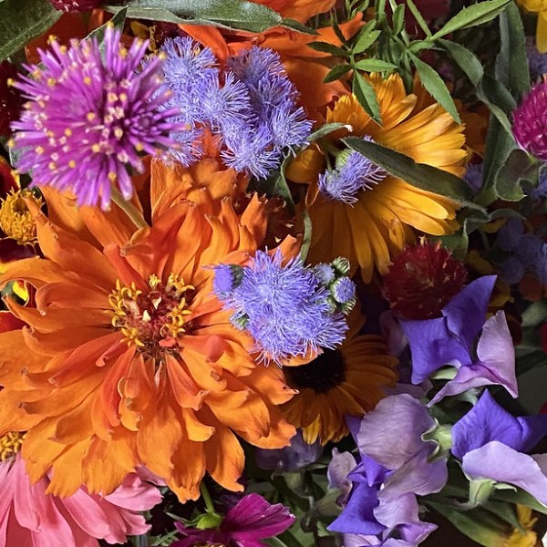 Far Out Flowers&nbsp;2023